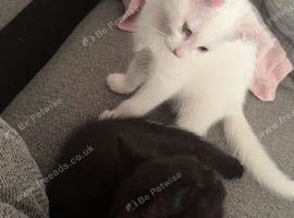 2 female kittens to go together