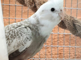 Male cockatiel