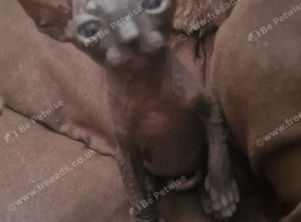 Sphinx Canadian