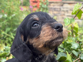Gorgeous Minature Wire Haired Dachshund