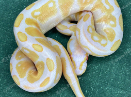 2026 hatchling ball pythons