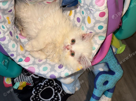 White Male Persian Chinchilla