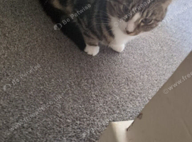 Rehome 18 moth old male cat