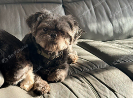 Shih Tzu dogs need rehoming