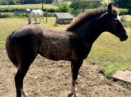 Black AQHA filly foal