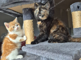 Kittens forsale