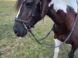 CHEAP PONIE WANTED