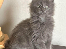 Polydactyl Maine Coon Boysv