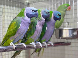 Derbyan Parrot