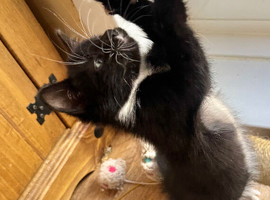 RAGDOLL MIX BOY READY NOW