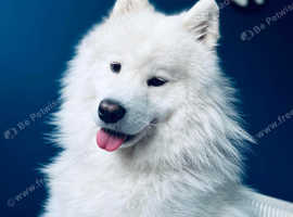Samoyed KC for stud