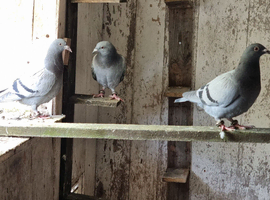 Racing pigeon