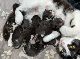 6 Adorable Kittens Looking for Forever Homes!