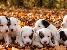 Jack Russell puppy's. Docked tails.