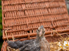 Female crested ceam Legbar grower
