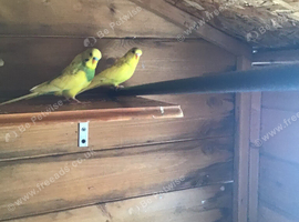 Baby budgies