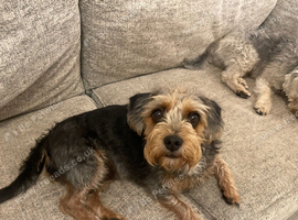 Female Jack Russell cross