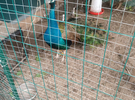 Peacocks