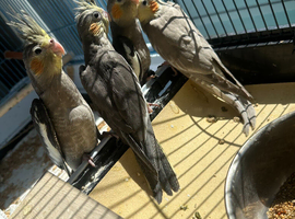 Beautiful Grey Pied Cockatiel chicks available to reserve