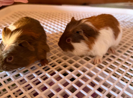 Multiple guinea pigs