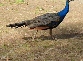2025 indian blue cockbird