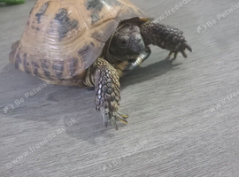 Tortoise for sale