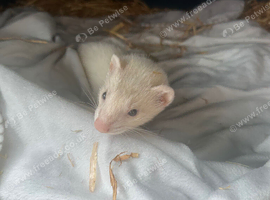 Male ferret kit