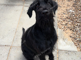 5/6 month old female Black Russian terrier
