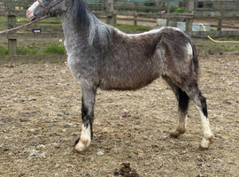 Registered welsh a fill