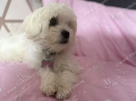 Maltese female