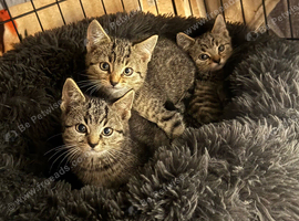 Two Female kittens