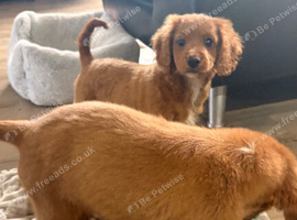 Gorgeous Cavapoo puppies ready now