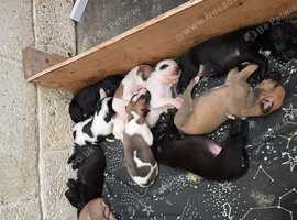 Lurcher puppies
