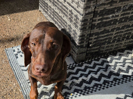Dachshund