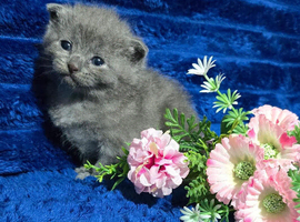 Kitten female beautiful