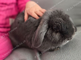 Blue mini lop doe