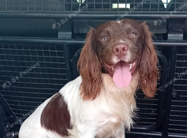 Stunning liver/white PROVEN KC registered springer stud