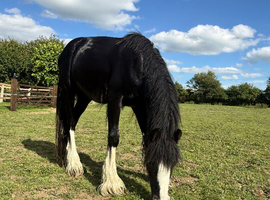 TGCA Mini Cob Colt