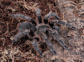Striped knee/Costa Rican Tarantula (Male / sub adult) + enclosure