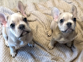 2 beautiful French bulldogs