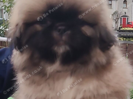 1 Pekingese Puppy