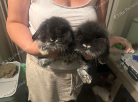 Baby rabbits