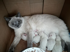 Available! Ragdoll x BSH Kittens
