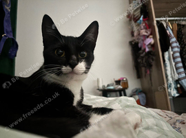 Female Tuxedo Cat in need of Rehoming