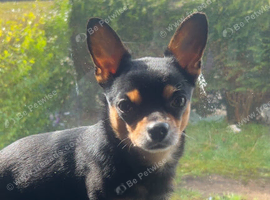 Male Chihuaha