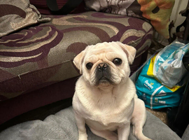 3 year old pug bitch