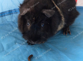 2 guinea pigs plus cage