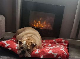 English bull dog