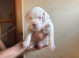 1 puppy&rsquo;s for sale