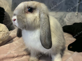 Beautiful female seal point mini lop